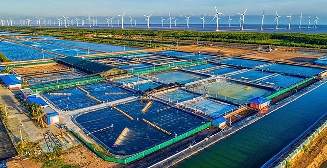 Tỉnh Cà Mau hình thành nhiều khu nuôi tôm ứng dụng cộng nghệ cao 