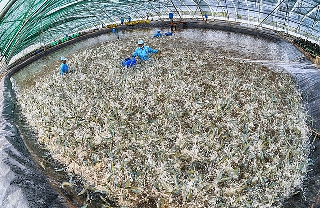 Thu hoạch mô hình nuôi tôm thẻ ứng dụng công nghệ cao ở tỉnh Cà Mau 