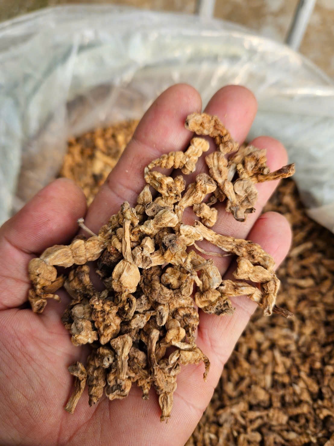 Dược liệu đông trùng đá dã sơ chế tại Công ty Mai Tâm Phương