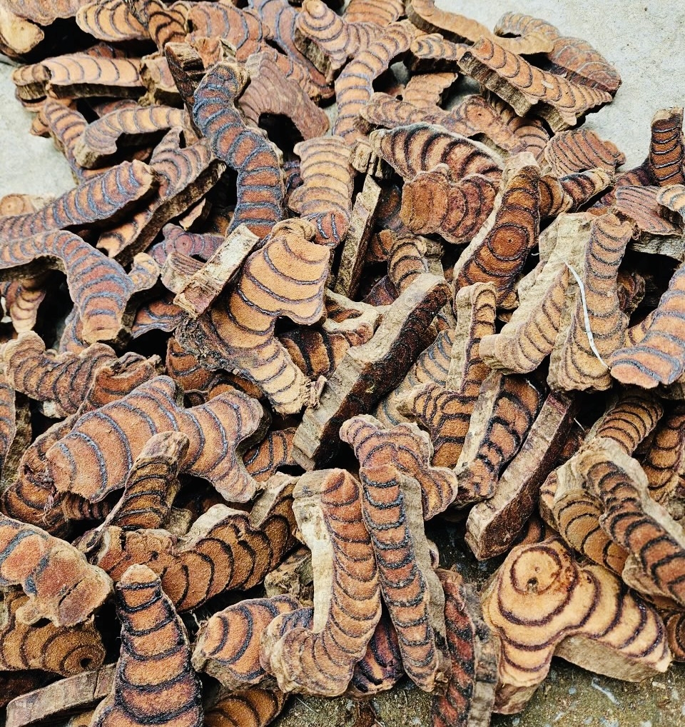 Dược liệu huyết đằng (cỏ máu) được  Công ty Mai Tâm Phương sơ chế, đưa ra thị trường với số lượng lớn