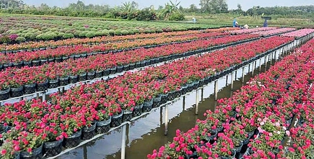 Làng hoa Sa Đéc, tỉnh Đồng Tháp được xem là thủ phủ hoa lớn nhất miền Tây