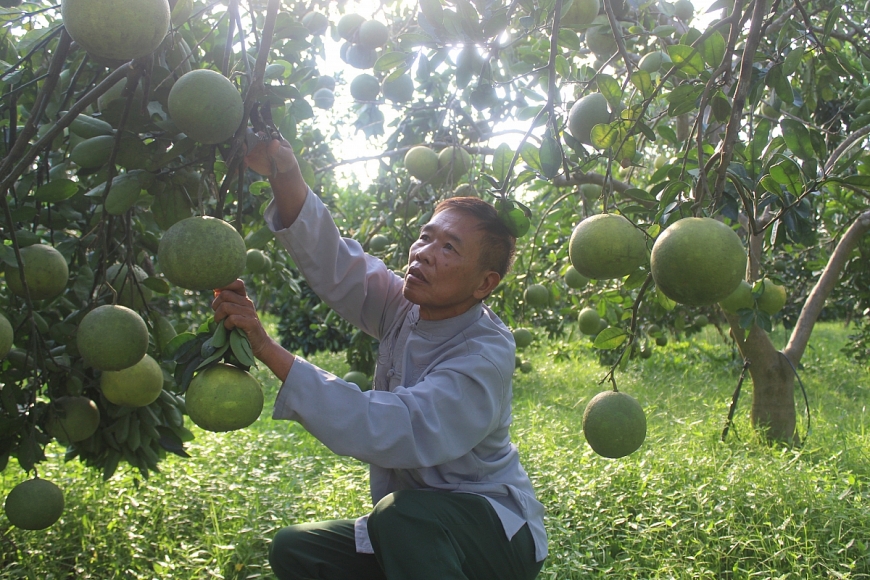 Ông Đinh Sỹ Tuấn chăm sóc vườn bưởi.
