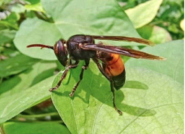 Nọc ong vò vẽ có độc tính mạnh