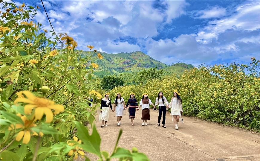 Hoa dã quỳ rực rỡ trên vùng đất thiêng