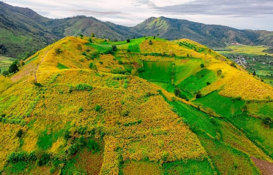 Hoa dã quỳ rực rỡ trên vùng đất thiêng