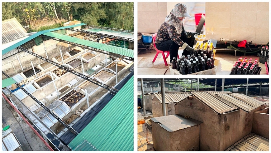 Người cao tuổi “giữ lửa” nghề làm nước mắm truyền thống Hải Giang phát triển bền vững