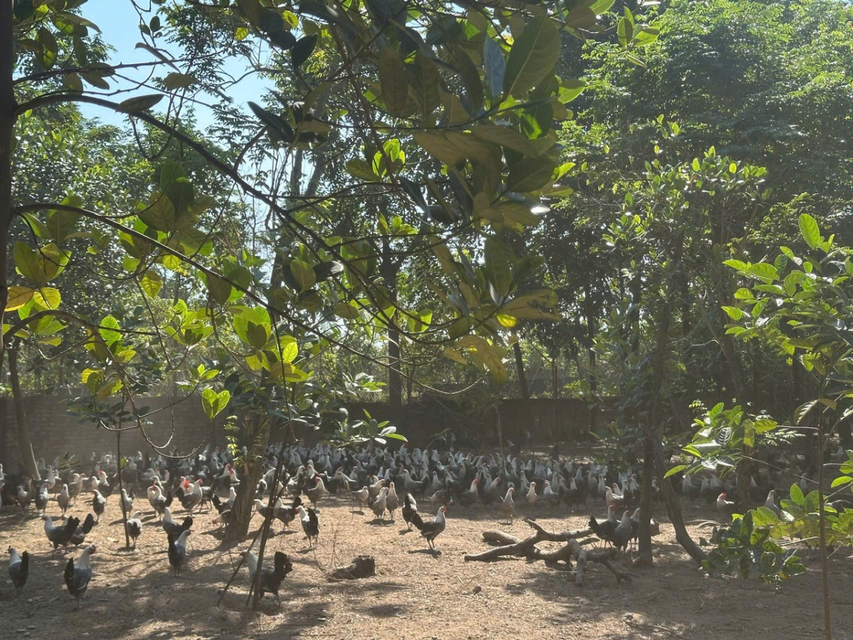 Nuôi gà đen, lão nông thu lãi hàng trăm triệu đồng/năm