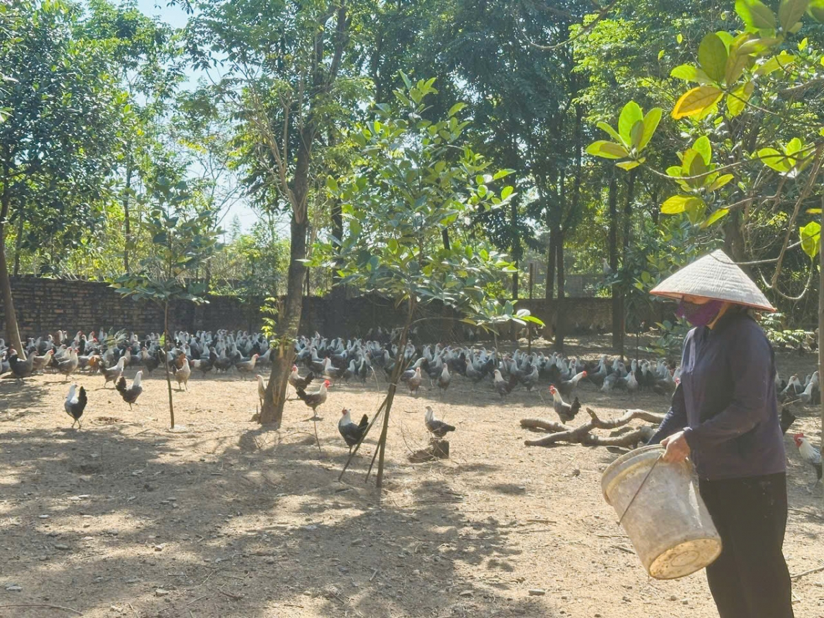 Nuôi gà đen, lão nông thu lãi hàng trăm triệu đồng/năm