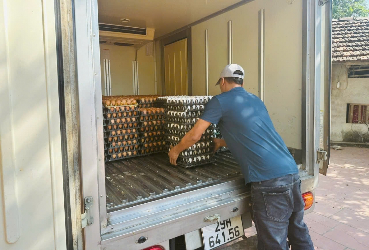 Nuôi gà đen, lão nông thu lãi hàng trăm triệu đồng/năm