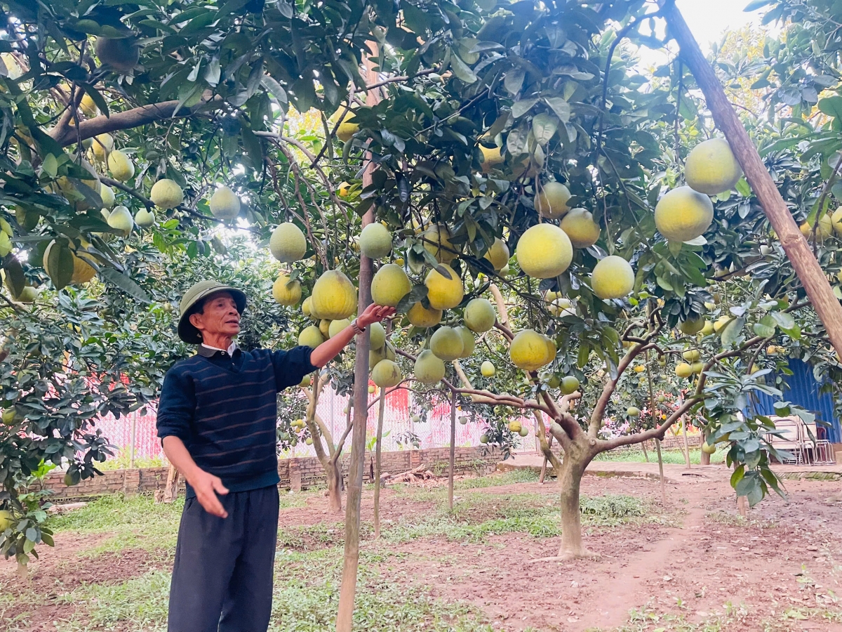 Vườn bưởi của lão nông Đặng Tâm Dung, xã Liên Châu (tỉnh Phú Phọ