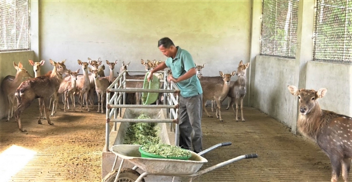 Mô hình nuôi hươu cho thu nhập cao của NCT tỉnh Lào Cai
