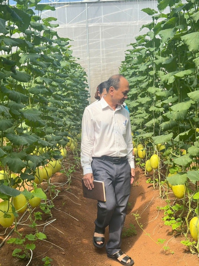 Bí thư đi thực địa thăm mô hình dưa lưới của người dân;  Ảnh 3: không chú thích.