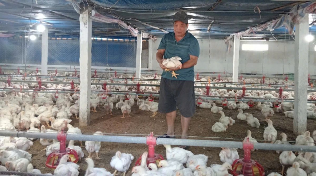 Mỗi lứa ông Sự nuôi khoảng 8.000 con, cung cấp nguồn thực phẩm chất lượng cho thị trường Hà Nội và các khu vực lân cận.