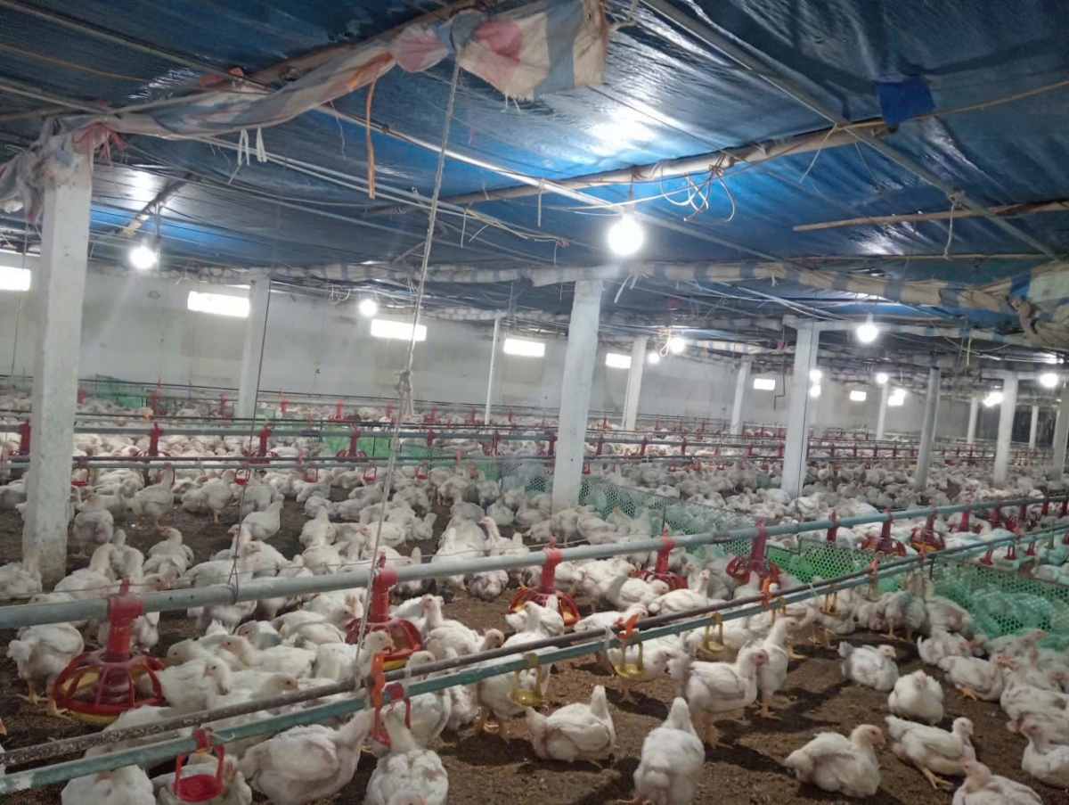 Mô hình chăn nuôi gà công nghệ cao của gia đình ông Nguyễn Gia Sự được đầu tư bài bản