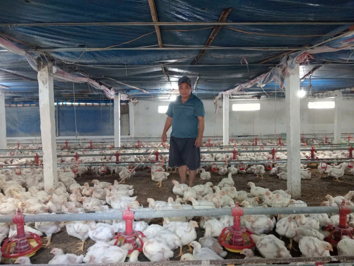 Ông Nguyễn Gia Sự đang chăm sóc đàn gà