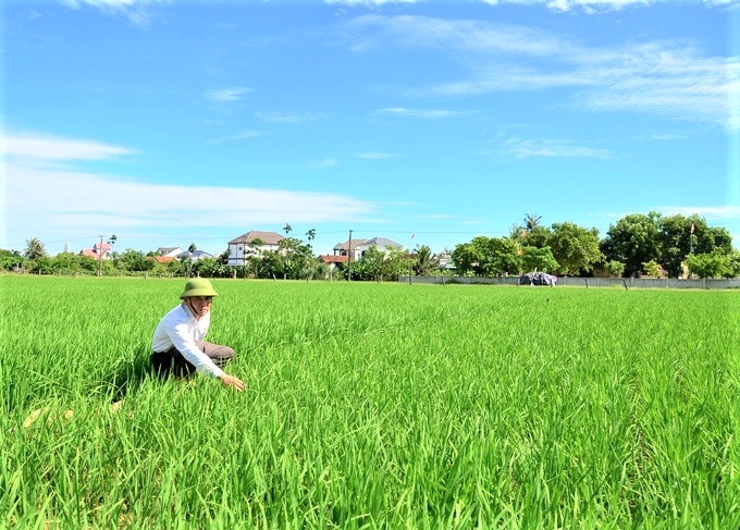 Ông Hồ Sý Quảng thăm lúa