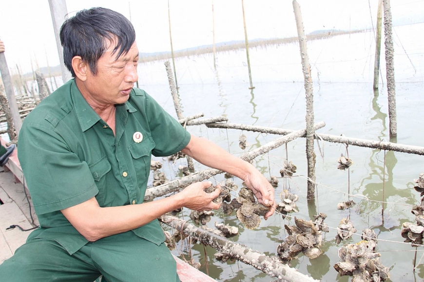 Nuôi hàu cho thu nhập 600 triệu đồng/năm