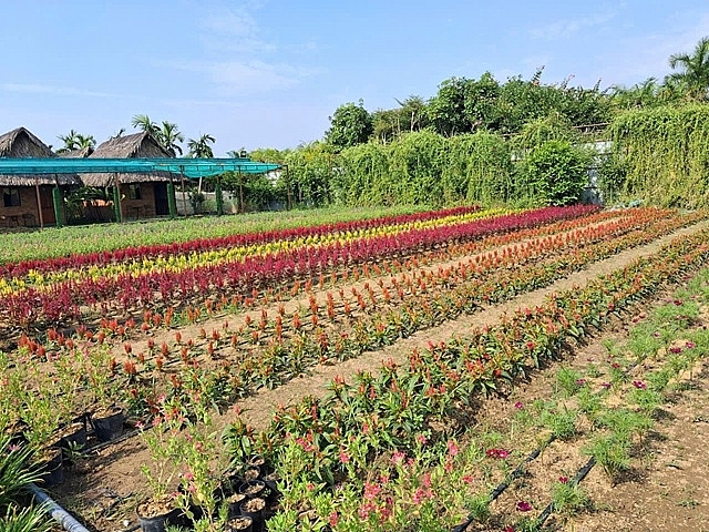 Miền Tây Lodge chuẩn 20 giống hoa mới lạ tại Festival Hoa – Kiểng Sa Đéc lần thứ II năm 2025 