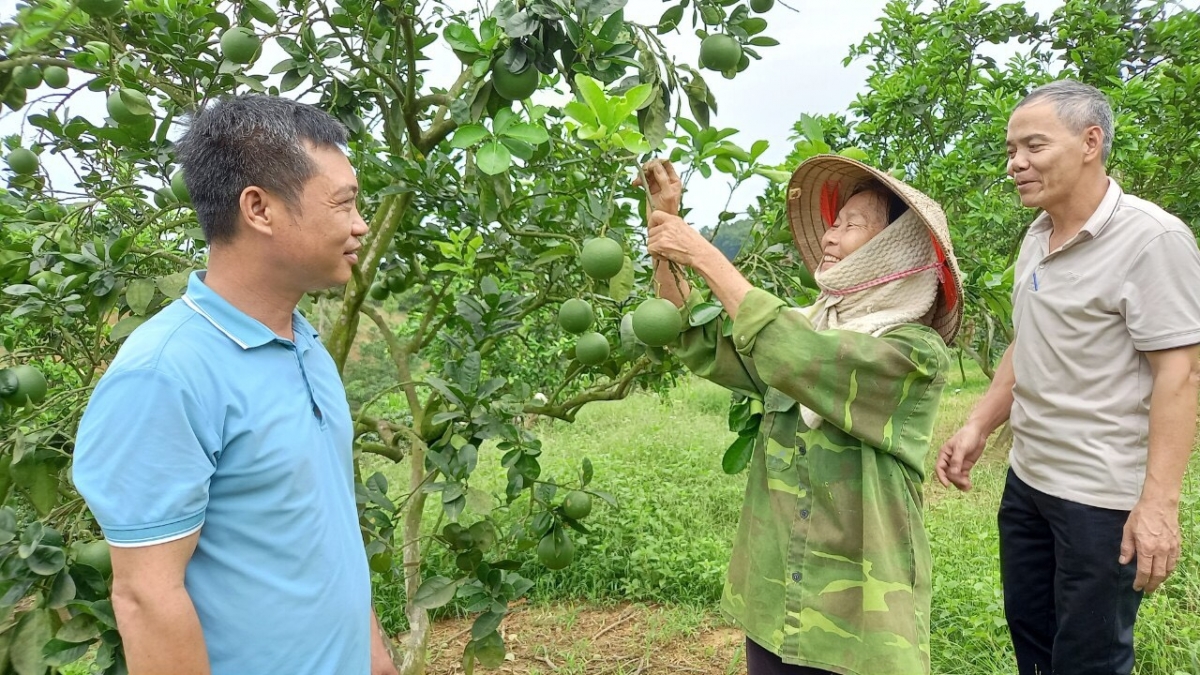 Người cao tuổi trên địa bàn tỉnh hăng hái tham gia phát triển kinh tế gia đình
