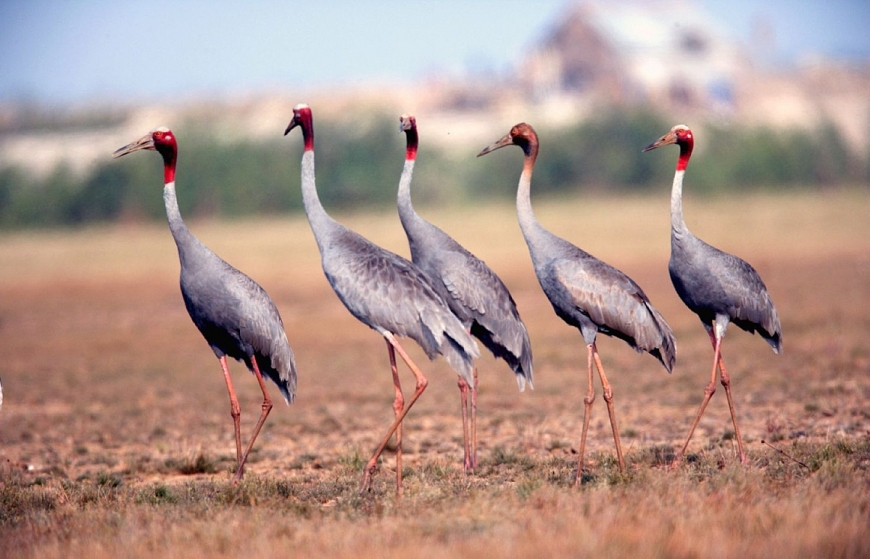 Để sếu đầu đỏ trở lại “mái nhà xưa”