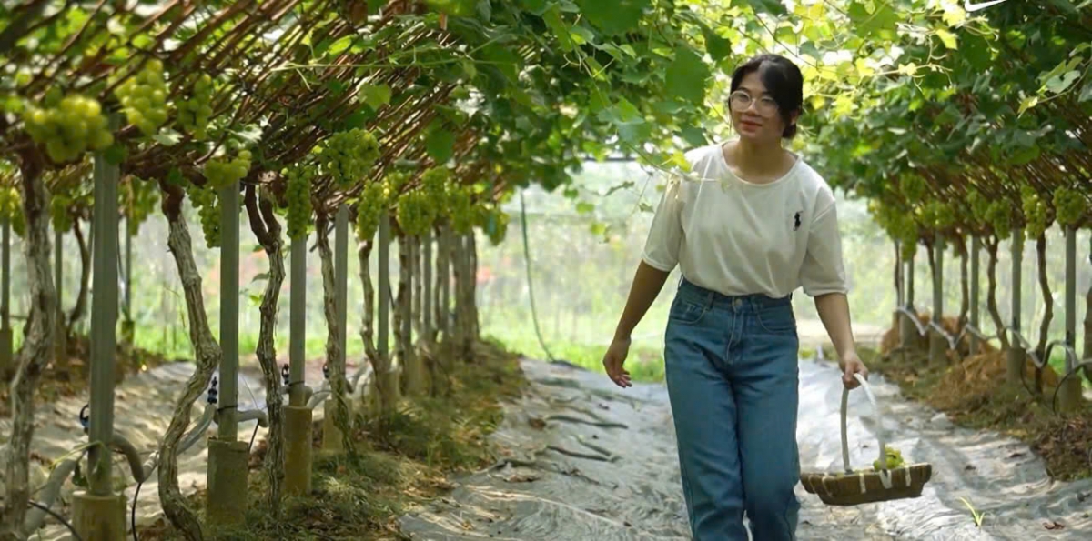 Phú Thọ: Mô hình trồng nho hữu cơ, thành công từ lối đi “ngược”