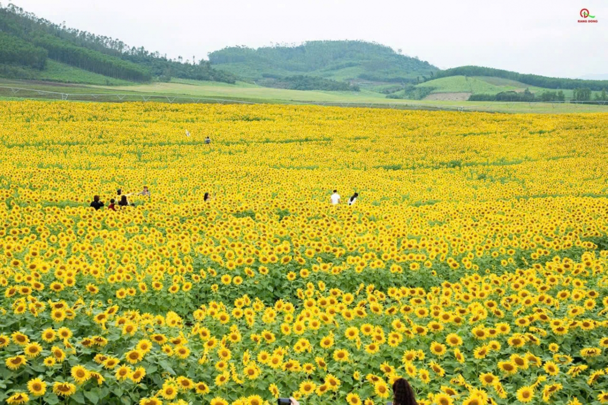 Đồi hoa hướng dương đang mở cửa tham quan miễn phí