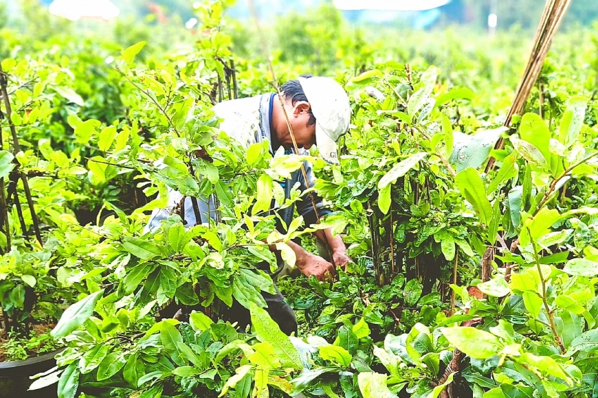 Hồi sinh mùa hoa kiểng Tết