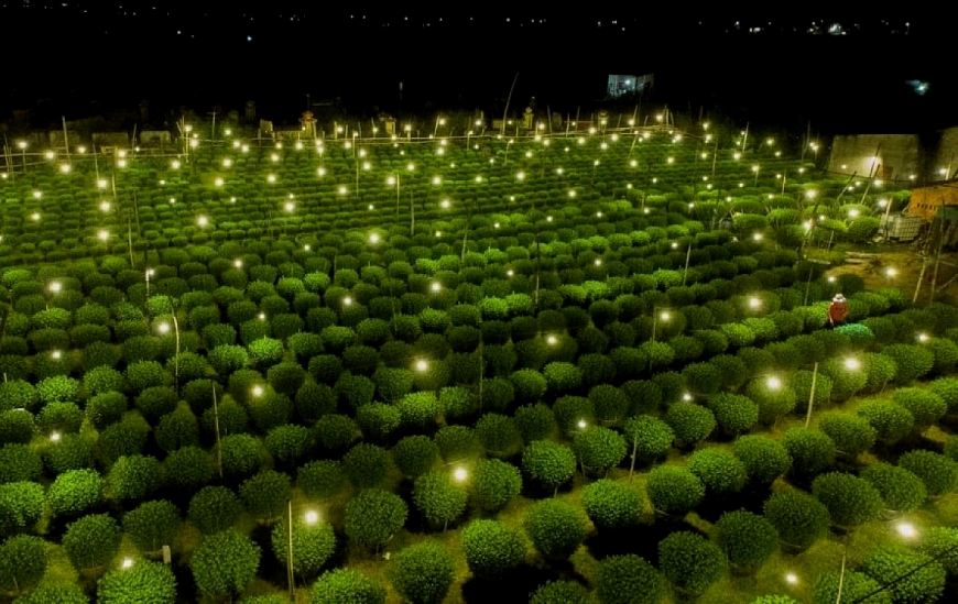Người trồng hoa cúc ở miền Trung sáng điện suốt đêm để hoa nở đúng vụ Tết.