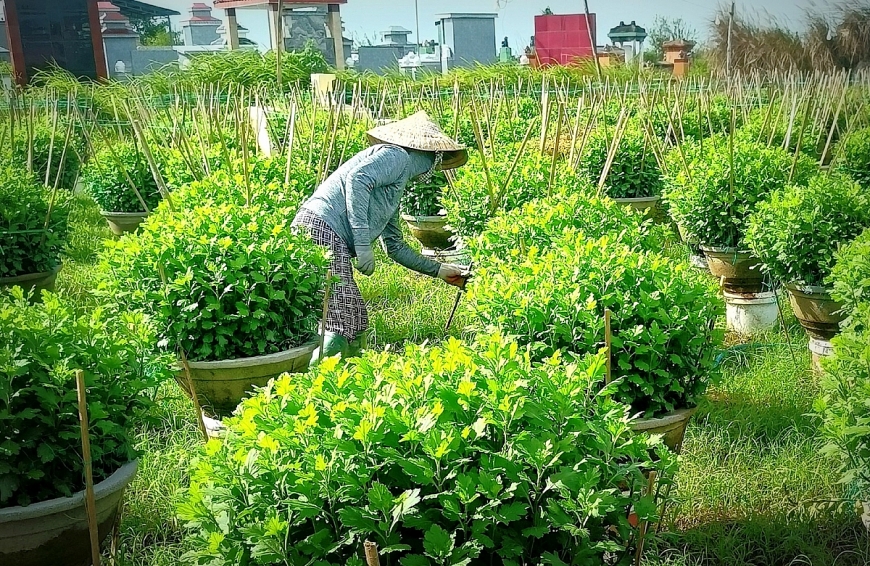 Người trồng hoa Tết ở nhiều địa phương miền Trung tất bật chăm bón hoa.  gay sau khi nước rút, nhiều nông dân trồng hoa Tết đã quay lại ruộng đồng. 8: Người trồng quất cảnh hội an chăm sóc quất cho vụ Tết. 10: Người trồng mai cảnh An Nhơn chăm sóc lại số cây trồng sau bão lũ cuối năm. 14: Người trồng hoa cúc ở miền Trung sáng điện suốt đêm để hoa nở đúng vụ Tết. 