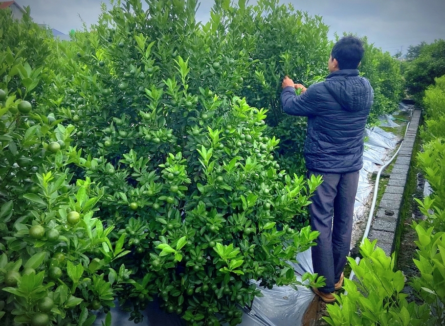 Người trồng quất cảnh hội an chăm sóc quất cho vụ Tết