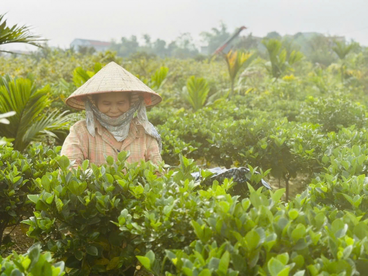 Phú Thọ: Làng hoa Đức Bác hối hả vào vụ Tết