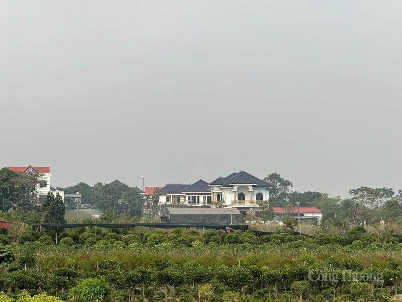 Phú Thọ: Làng hoa Đức Bác hối hả vào vụ Tết