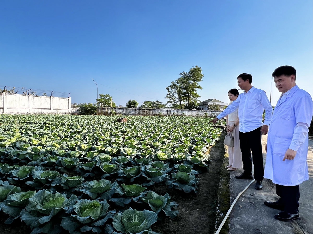 Vườn bắp cải xanh mướt là thành quả lao động của nhiều cán bộ, nhân viên trong Trung tâm và người bệnh tâm thần