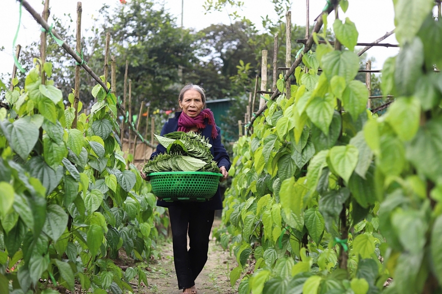 Làng trầu tiến vua rộn ràng vào vụ Tết