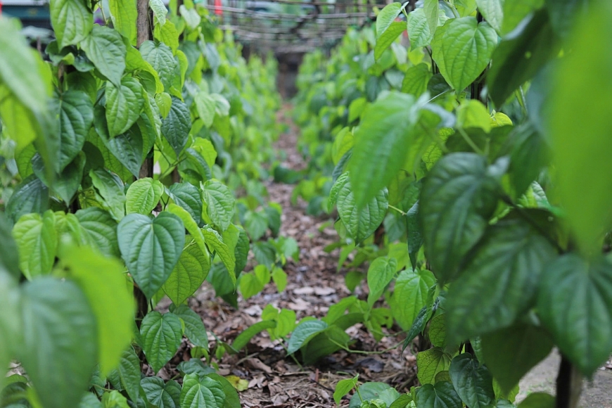 Làng trầu tiến vua rộn ràng vào vụ Tết