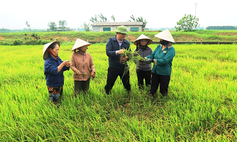 Theo điều tra, số doanh nghiệp hoạt động trong lĩnh vực nông, lâm nghiệp và thủy sản còn ít, mô hình cánh đồng lớn chưa nhiều.