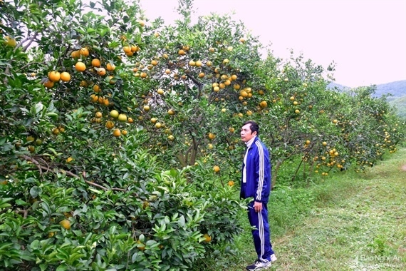 Ông Trinh Xuân Giáo luôn tâm huyết với thương hiệu cam Vinh