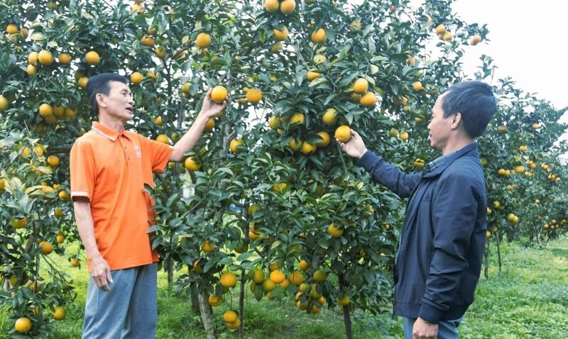 Thương hiệu cam Vinh đã góp phần nâng tầm đặc sản xứ Nghệ