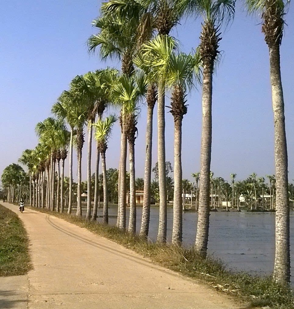 Hệ thống đường giao thông nông thôn được kiên cố hóa 