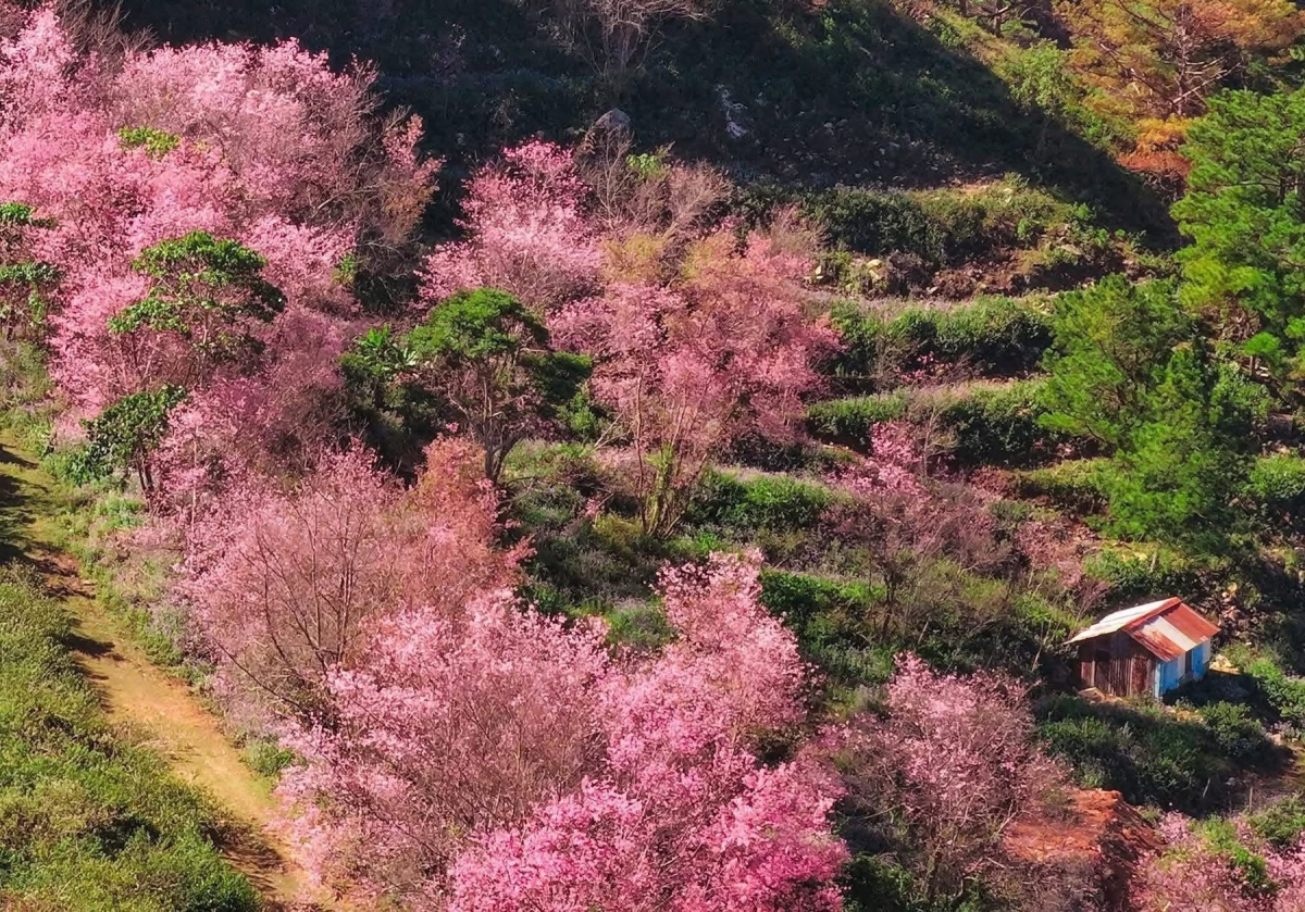 Hoa Mai Anh Đào nở rộ ở Lâm đồng