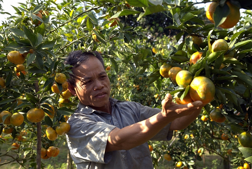 Ông Vi Văn Chượng bên vườn cam của gia đình. Ảnh 2: Ông Hà Văn Tựng (áo kẻ) tham quan vườn cam của gia đình ông Chượng.