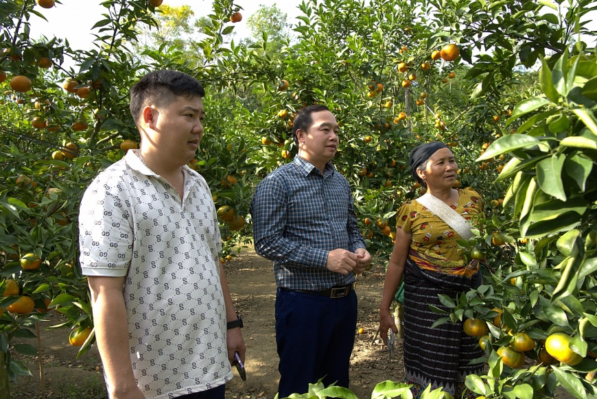 Ông Hà Văn Tựng (áo kẻ) tham quan vườn cam của gia đình ông Chượng.