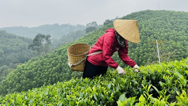 Người cao tuổi đưa thương hiệu “Chè sạch Bình Sơn” vươn tầm quốc gia