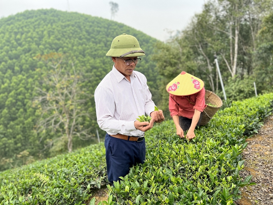 Người cao tuổi đưa thương hiệu “Chè sạch Bình Sơn” vươn tầm quốc gia