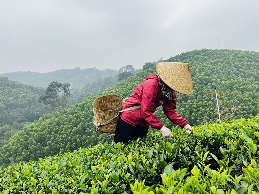 Người cao tuổi đưa thương hiệu “Chè sạch Bình Sơn” vươn tầm quốc gia