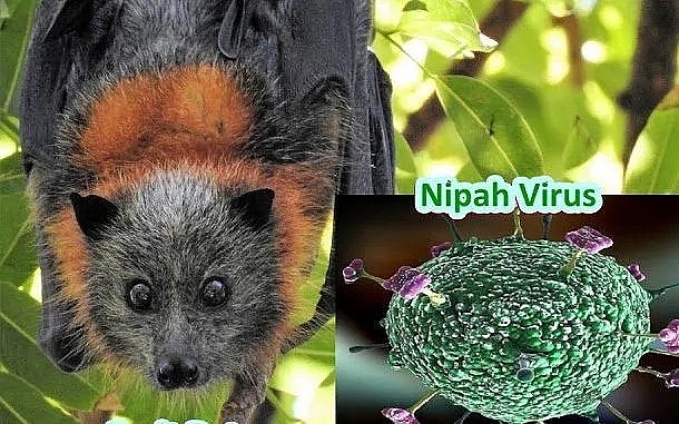 Virus Nipah có tỷ lệ tử vong cao: Bộ Y tế khuyến cáo người dân không chủ quan