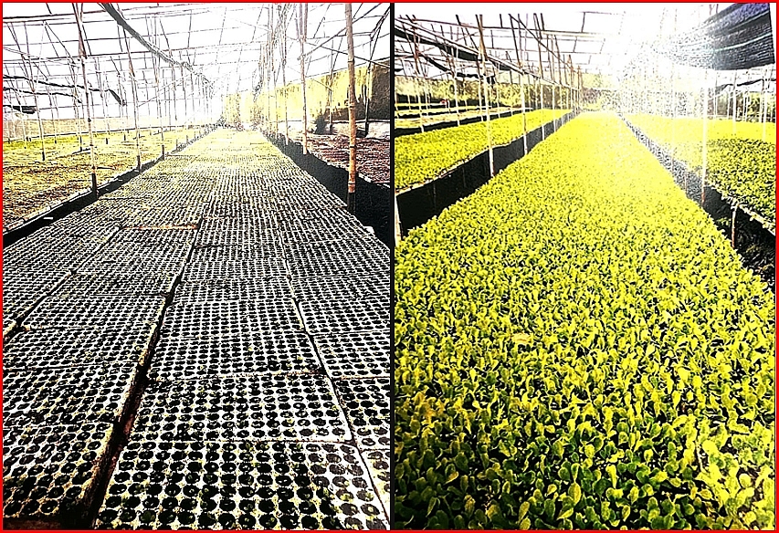 Vườn ươm cây giống của bà Hiếu và gia đình tạo lập trong thời gian thực hiện hợp đồng thuê (được lập nhằm che giấu giao dịch góp vốn, phù hợp dấu hiệu của giao dịch giả tạo theo Điều 124 BLDS).