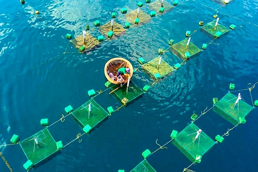 Ngư dân thả tôm hùm giống để nuôi vụ mới.