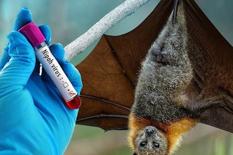 Hải Phòng Tăng cường giám sát, phòng chống bệnh do virus Nipah gây ra. Ảnh minh hoạ: Internet