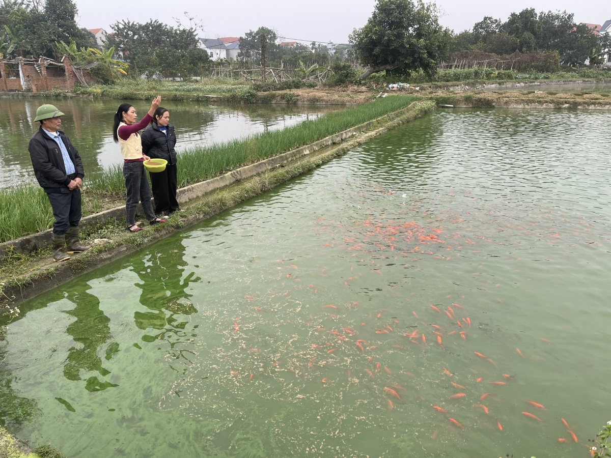 Phú Thọ: Làng Phủ Yên vào vụ cá chép đỏ
